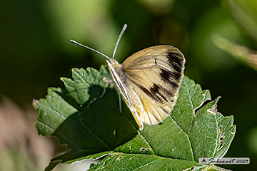 Pieris bryoniae