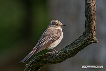 Pigliamosche  (Muscicapa Striata)