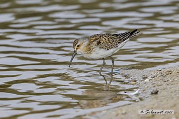 Piovanello comune; Calidris ferruginea