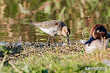 Piovanello_pancianera Calidris_alpina