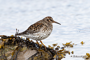 Piovanello violetto - Calidris maritima - Purple sandpiper