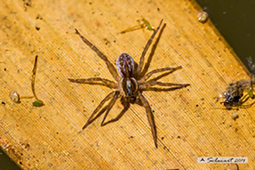 Pirata sp.