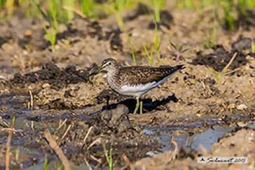 Tringa ochropus   -  Piro-piro culbianco