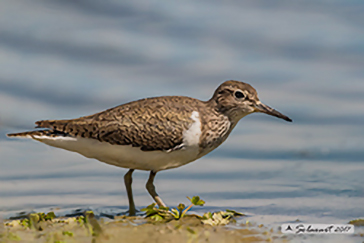 Common sandpiper, Piro-piro piccolo