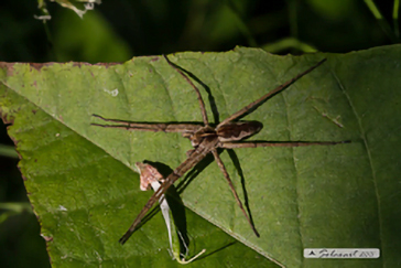 Pisaura mirabilis