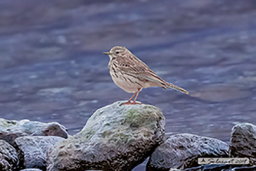 Anthus pratensis, Meadow pipit, Pispola 