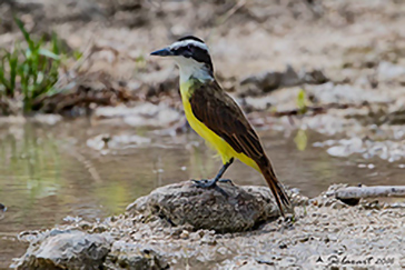 Great Kiskadee, Kiskadì maggiore