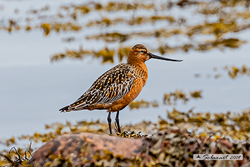 Limosa lapponica; Pittima minore