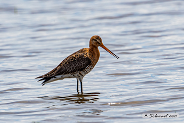 Limosa limosa; Pittima reale