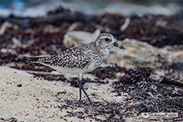 Pluvialis dominica - piviere dorato americano - American golden plover