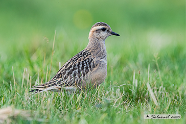 Piviere tortolino (Charadrius morinellus)