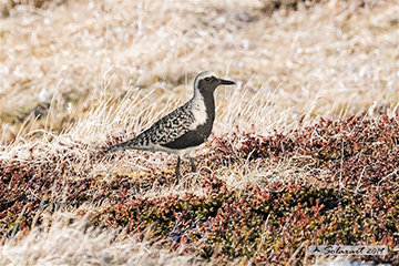 Pivieressa; Grey Plover; Pluvialis squatarola