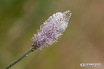 Plantago media