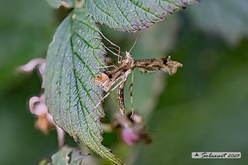 Platyptilia carduidactyla