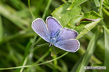 Plebejus argus