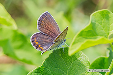 Plebejus argyrognomon