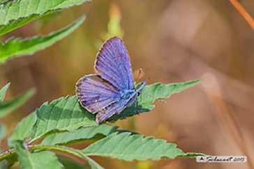 Plebejus idas