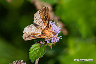 Plusia festucae - Gold spot 