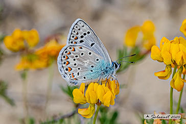 Polyommatus escheri