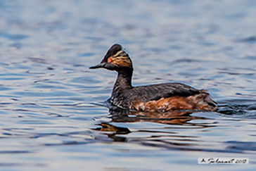 Black-necked Grebe, Svasso piccolo