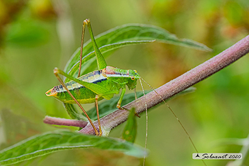 Poecilimon jonicus superbus