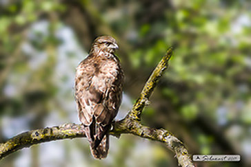 Poiana  (Buteo Buteo)