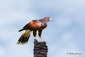 Poiana di Harris - Parabuteo unicinctus - Harris's Hawk