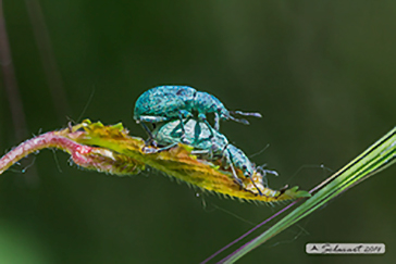 Polydrusus prasinus