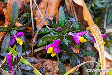 Polygala chamaebuxus - Camebosso o Falso-bosso