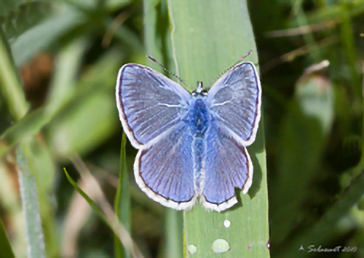 Polyommatus icarus