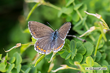 Polyommatus bellargus