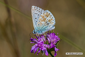 Polyommatus coridon