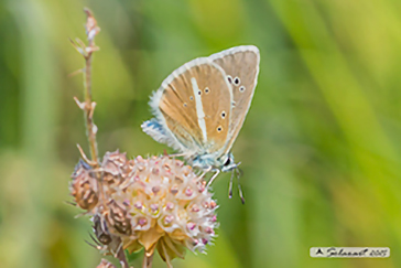 Polyommatus damon