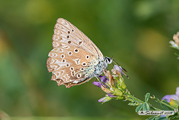 Polyommatus daphnys