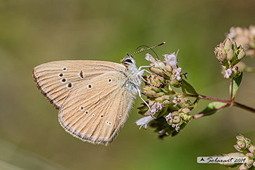 Polyommatus humedasae