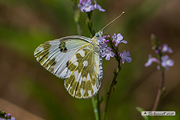 pontia edusa