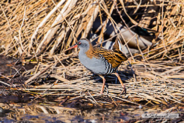 Water rail, Porciglione