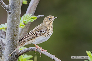 Anthus trivialis; Prispolone