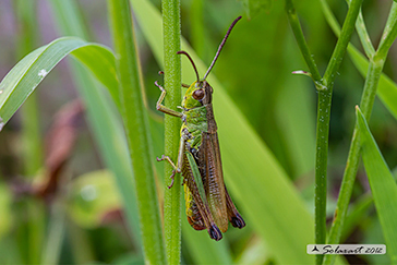 Pseudochorthippus (o Chorthippus) parallelus