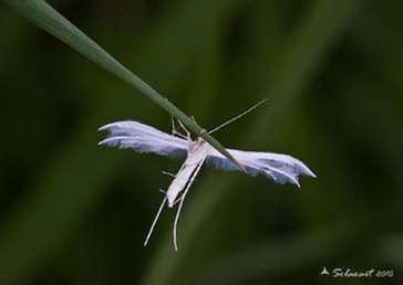 Pterophorus pentadactyla