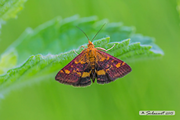 Pyrausta aurata