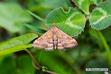 Pyrausta despicata