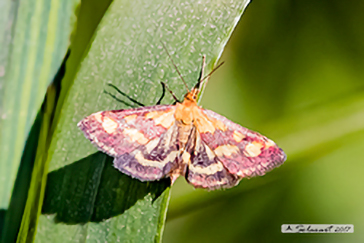 Pyrausta purpuralis