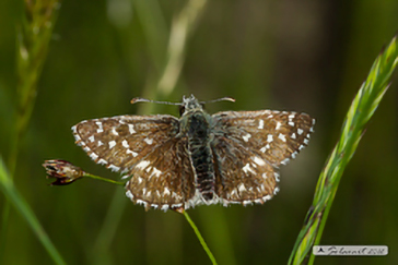 Pyrgus<br>onopordi