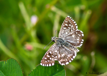 Pyrgus armoricanus