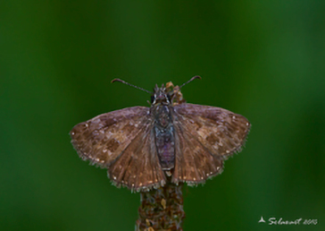 Pyrgus SP