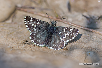 Pyrgus centaureae