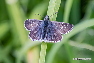 Pyrgus<br>malvae