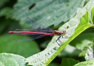 Pyrrhosoma nymphula