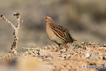 Quaglia - Coturnix coturnix